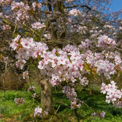 Mature Spire Cherry Tree in Flower
