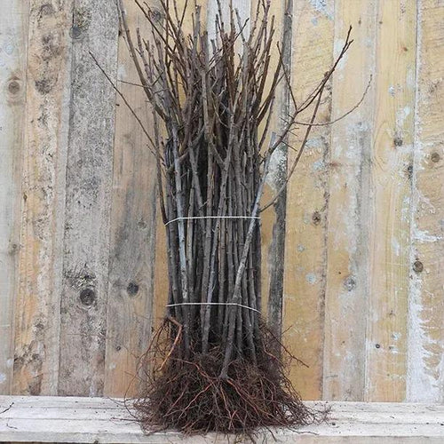 Bundle of Bareroot St Julien A Plum Rootstocks for any Prunus variety