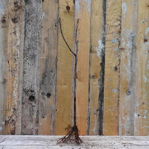 Bareroot St Julien A Plum Rootstocks for any Prunus variety