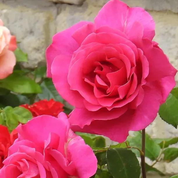 Starlight Express Climbing Rose Flowers