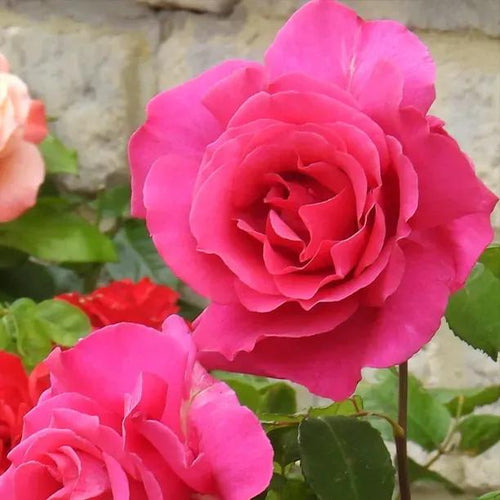 Starlight Express Climbing Rose Flowers