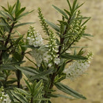 Starlight Hebe Flowers