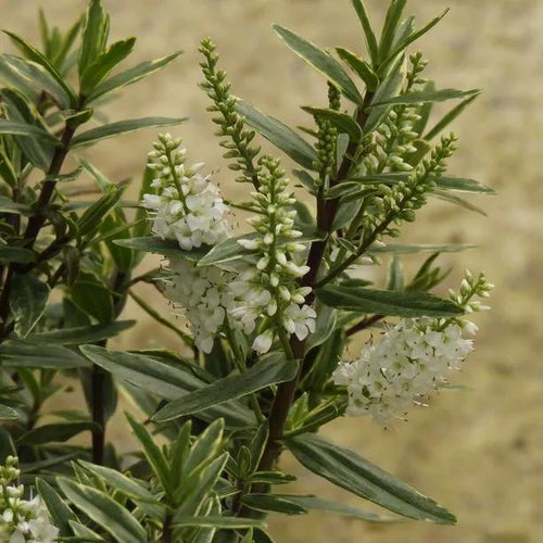 Starlight Hebe Flowers