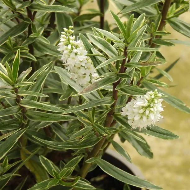 Starlight Hebe Flowers