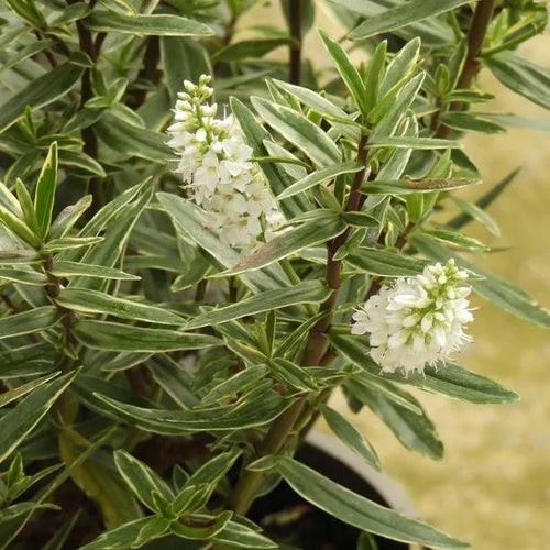 Starlight Hebe Flowers