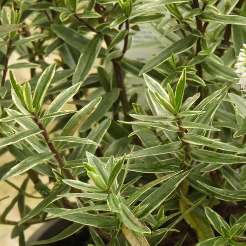 Starlight Hebe Plant