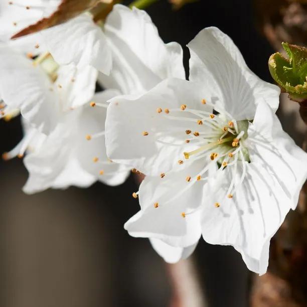 Stella Cherry Tree Flowers