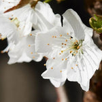 Stella Cherry Tree Flowers