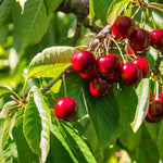 Stella Cherries on the tree