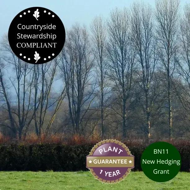 Stock Friendly Hedging in Winter