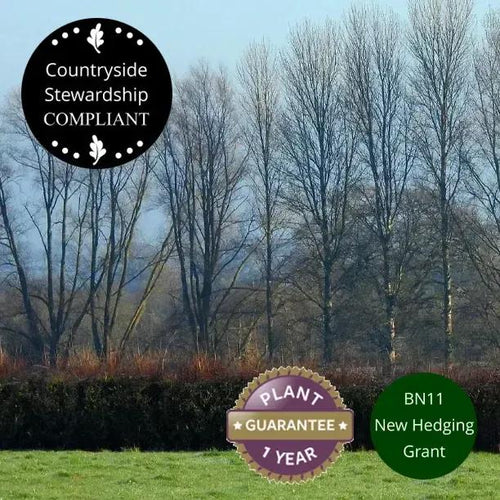 Stock Friendly Hedging in Winter