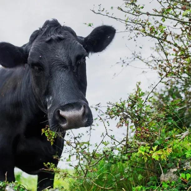 Stock Friendly Hedging being safely enjoyed by a cow