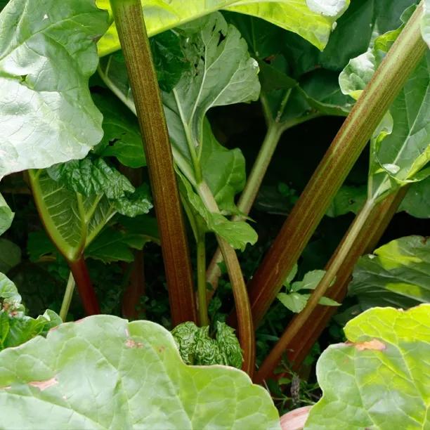 Stockbridge Arrow Rhubarb Leaves