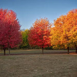 Mature Streetwise Field Maple trees