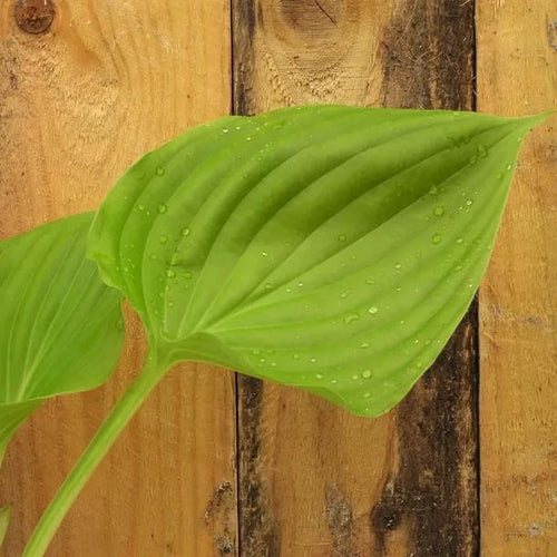 Sum and Substance Hosta Leaves