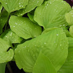 Sum and Substance Hosta Leaves