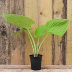 Sum and Substance Hosta Plant in P9 (9cm) Pot