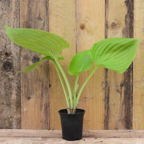 Sum and Substance Hosta Plant in P9 (9cm) Pot