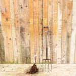 Bareroot Summer Sun Cherry Maiden Tree