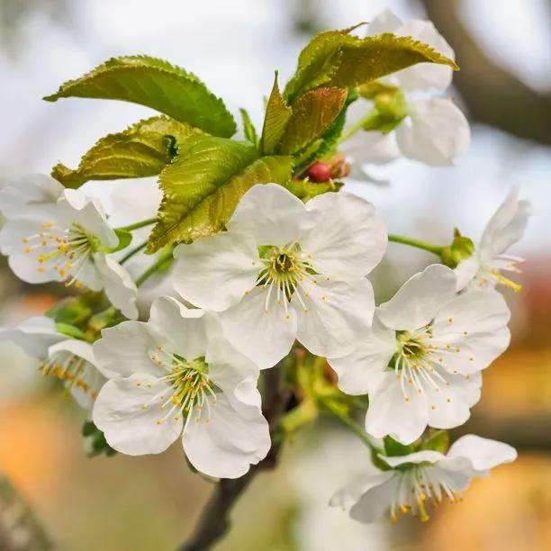 Summer Sun Cherry Tree flowers