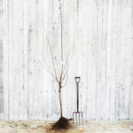 Bareroot Summer Sun Half Standard Cherry Tree