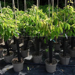 Potted Summer Sun Cherry trees