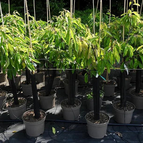 Potted Summer Sun Cherry trees