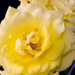 Summertime Climbing Rose Flowers