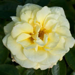 Summertime Climbing Rose Flowers