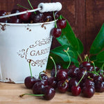 Ripe Sunburst Cherries