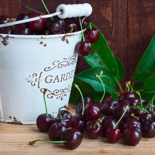 Ripe Sunburst Cherries