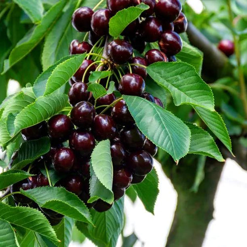 Sunburst Cherries on the tree