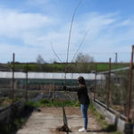 Bareroot Standard Sunburst Honey Locust 6cm to 8cm girth Tree