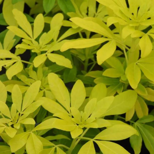 Sundance Choisya Leaves