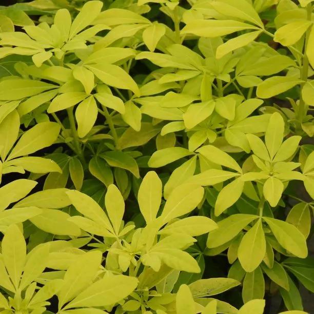 Sundance Choisya Leaves