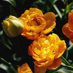 Sunlover Tulip Flowers
