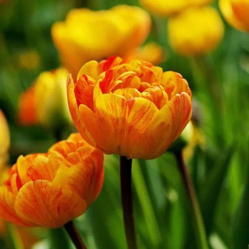Sunlover Tulip Flowers