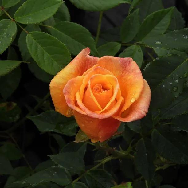 Sunny Sky Hybrid Tea Rose Flowers