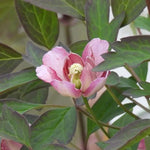 Sunrise Clematis Flowers