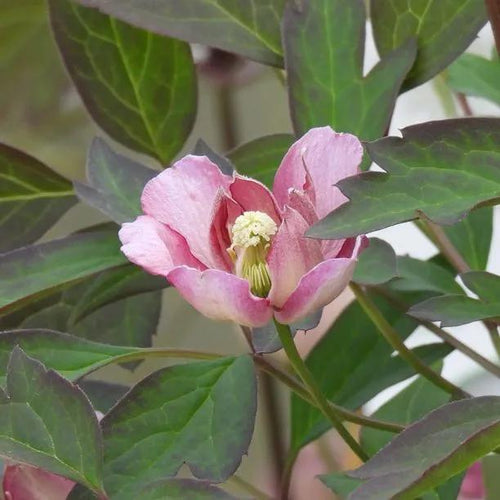 Sunrise Clematis Flowers