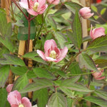 Sunrise Clematis Flowers