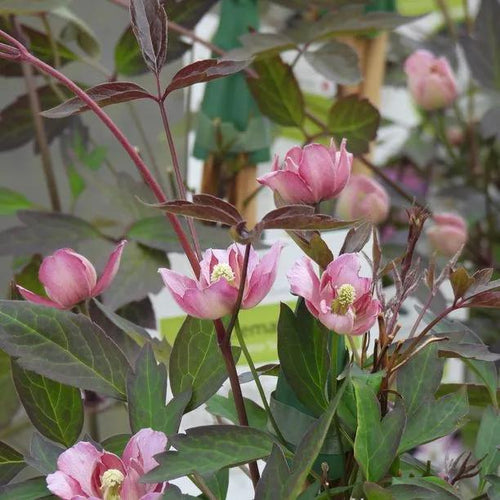 Sunrise Clematis Flowers