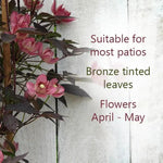 Sunrise Clematis Flowers