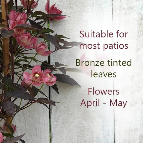 Sunrise Clematis Flowers