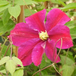 Sunset Clematis Flowers