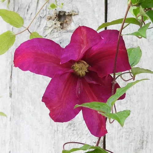 Sunset Clematis Flower