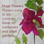 Sunset Clematis flowers