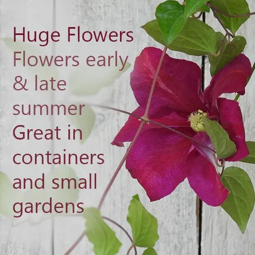 Sunset Clematis flowers