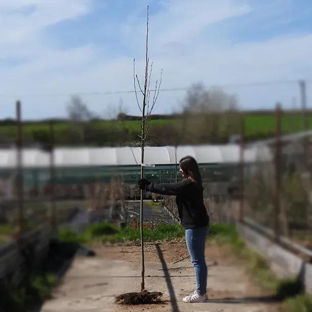 Bareroot Sunshine Rowan 6cm to 8cm girth Standard Tree