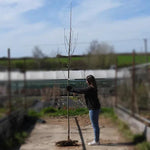Bareroot Sunshine Rowan 6cm to 8cm girth Standard Tree